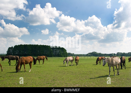 Famoso prigioniero del cavallo arabo in Janow Podlaski Agosto 2010 Foto Stock