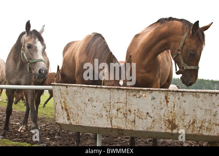 Famoso prigioniero del cavallo arabo in Janow Podlaski Agosto 2010 Foto Stock