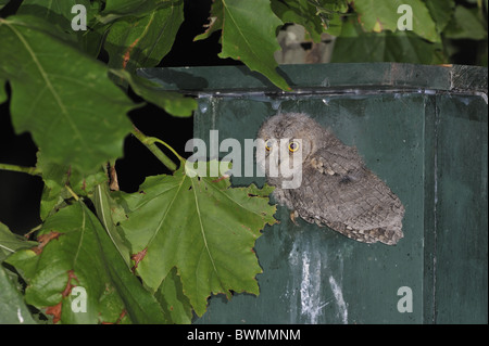 Assiolo - Eurasian assiolo - europeo assiolo (Otus scops) chick lasciando la casella di nesting Foto Stock