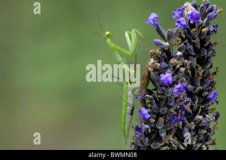 Unione mantide religiosa - mantide religiosa (mantide religiosa) in attesa di prede sul fiore di lavanda Foto Stock