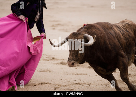 La corrida in arena Las Ventas. Madrid . Spagna Foto Stock