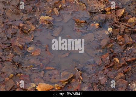 Autunno foglie marrone in una pozza Foto Stock
