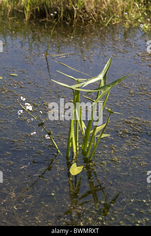 Fioritura Arrowhead (Sagittaria sagittifolia) in un fosso, Bleskensgraaf, South-Holland, Paesi Bassi Foto Stock