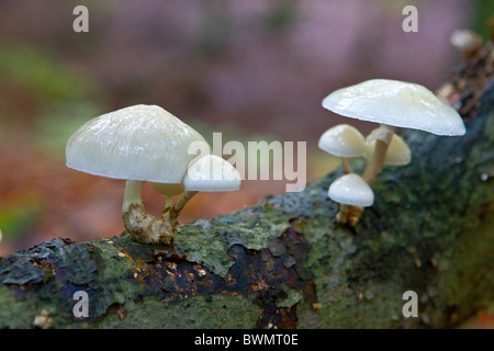 Funghi fungo di porcellana Oudemansiella Mucida funghi di bosco funghi irlandese grumi bianchi del fungo branchie tappo bianco Decompositon Foto Stock