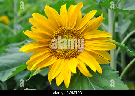 Girasole giallo fiore con delicati petali in estate Foto Stock