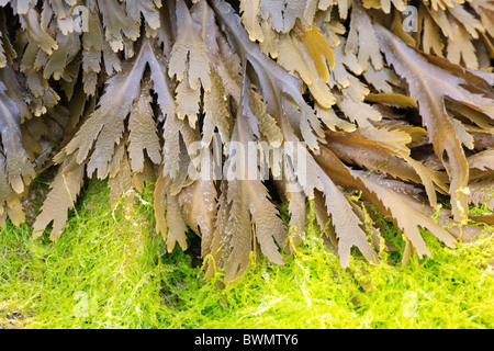 Wrack dentata alga marina Fucus serratus Foto Stock