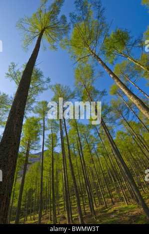 Alberi di pino in crescita di circa Buttermere, Lake District, Cumbria, Inghilterra, GB, Regno Unito e Unione europea, Europa Foto Stock