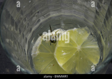 Wasp in vetro della festa con martini con il limone. Foto Stock