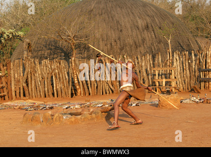 Zulu Warrior gettando una lancia, Zulu Shakaland Village, Valle Nkwalini, Kwazulu Natal, Sud Africa. Foto Stock