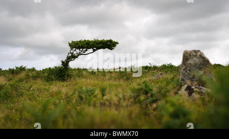 Antico Albero di biancospino che mostra gli effetti dei forti venti prevalenti in ferro antico villaggio di età di Bodrifty, Cornwall Foto Stock