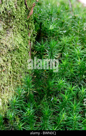 Haircap comune Moss (Polytrichum commune) crescita alla base dell'albero, REGNO UNITO Foto Stock