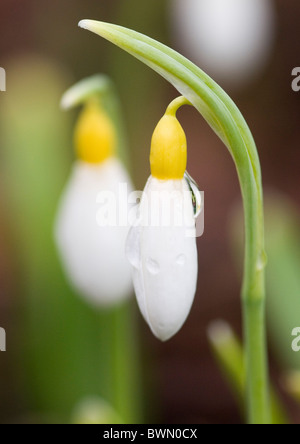 GALANTHUS PLICATUS WENDY'S GOLD SNOWDROP Foto Stock