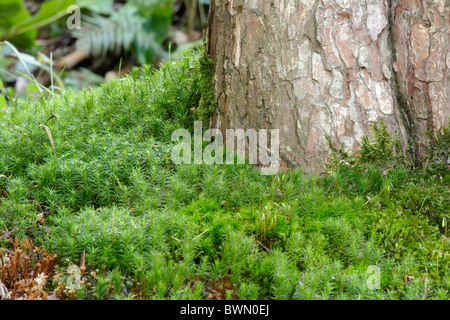 Haircap comune Moss (Polytrichum commune) cresce in corrispondenza della base della struttura ad albero Foto Stock