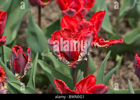 Parrot tulip rococò Foto Stock