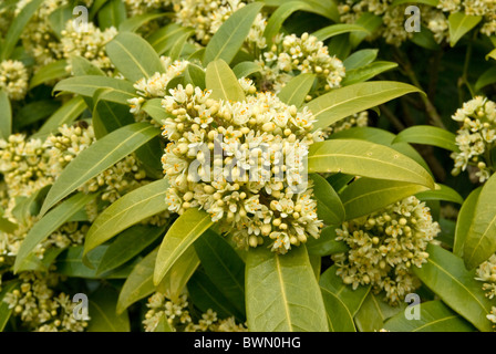 Skimmia Laureola Foto Stock