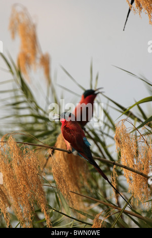 Carmine i gruccioni (Merops nubicoides) nell'Okavango Delta, il Botswana. Foto Stock