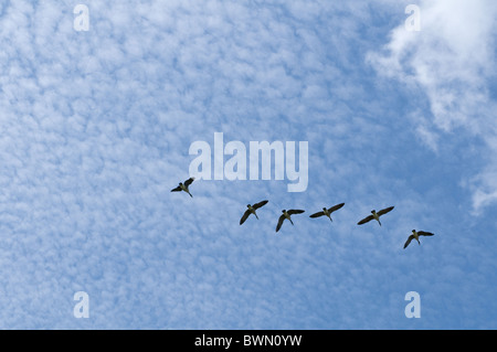 Sei uccelli volare attraverso un cielo blu chiazzato con nuvola bianca. Foto Stock