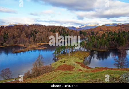 Tarn Hows Lago North End Foto Stock