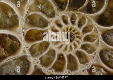 Ammonita fossili- Desmoceras spp. -Superiore Cretaceo precoce - Albian Stage - Mahajanga Provincia - Madagascar Foto Stock