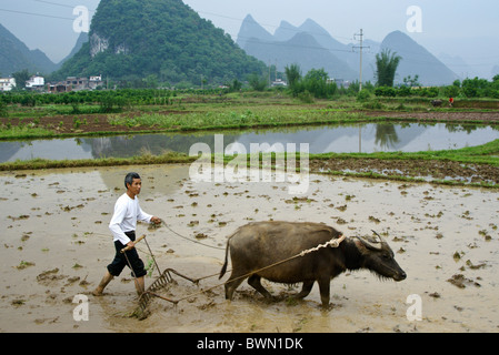 Agricoltore aratura risone con il bufalo d'acqua, nel Guangxi, Cina Foto Stock