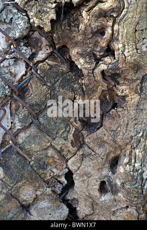 Close up della catena collegamento recinto cresciuto nella corteccia di un antico tronco di albero Foto Stock