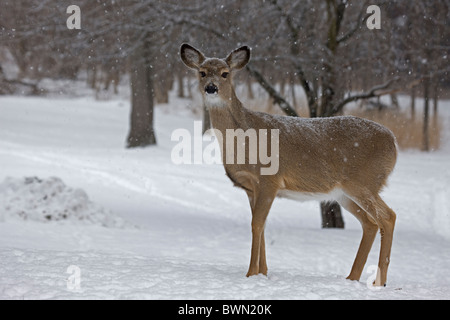 White Tailed Deer Odocoileus virginianus New York Doe Foto Stock