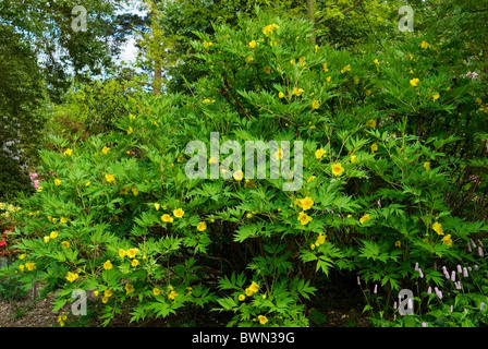 PAEONIA DELAVAYI VAR LUTEA TREE PEONIA Foto Stock