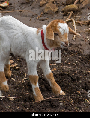 Un giovane capra bambino gioca nel fango. Foto Stock