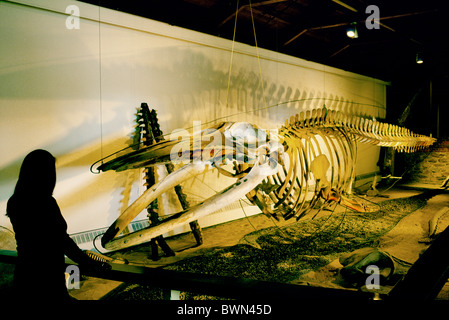 Scheletro di 43 ft. Finback whale, Nantucket Whaling Museum, isola di Nantucket, Massachusetts, New England, STATI UNITI D'AMERICA Foto Stock