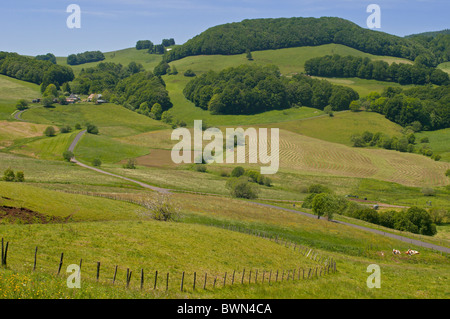 Alpeggio in Auvergne, Francia Foto Stock