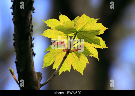 UK Sycamore foglie in primavera Foto Stock