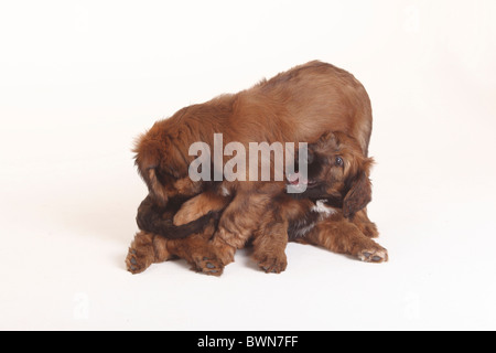 Briard, cuccioli, 9 settimane / Berger de Brie Foto Stock