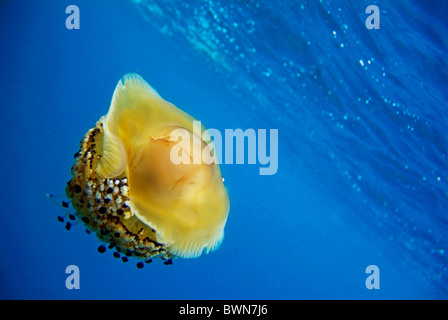 Uovo fritto Medusa (Cotylorhiza tuberculata) nuotare in acque blu, Mare Mediterraneo, Europa Foto Stock