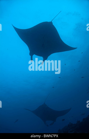 Maldive due giganti di manta ray manta birostris Foto Stock