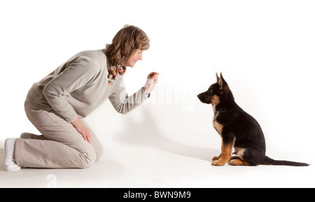 La formazione di un undici settimane vecchio pastore tedesco cucciolo di cane di sedersi Foto Stock