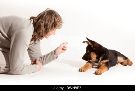 La formazione di un undici settimane vecchio pastore tedesco cucciolo di cane a sdraiarsi Foto Stock