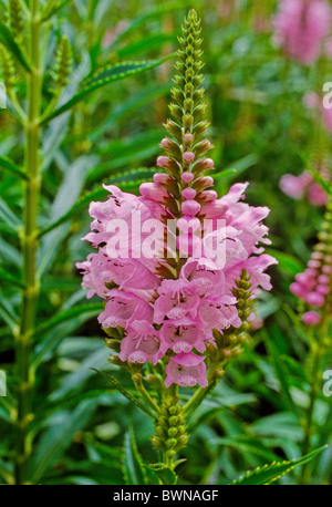 Antirrhinum majus Bocca di Leone fiori di rosa fiori di fioritura di piante Foto Stock