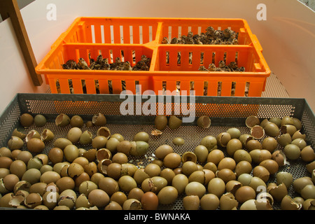 Appena tratteggiato pulcini di fagiano che vengono ordinati sul giorno di cova Foto Stock