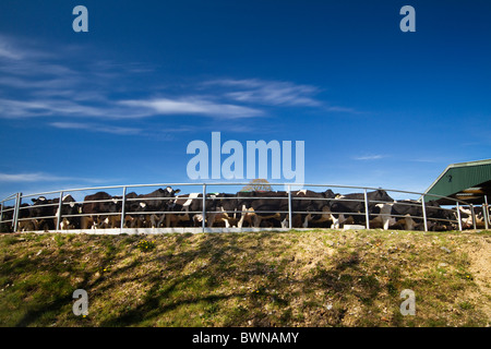 Holstein Frisoni in attesa di essere munte in una circolare del cantiere di raccolta su un caseificio in Cornovaglia Foto Stock