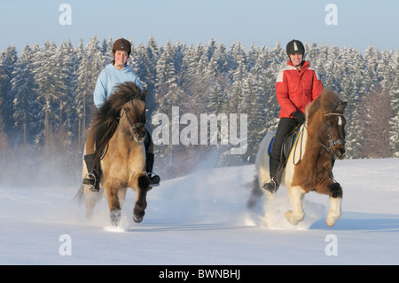 Due giovani piloti al galoppo su un giro fuori in inverno sul retro dei cavalli islandesi Foto Stock