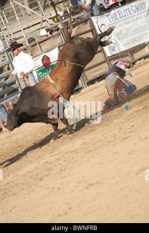 SAN DIMAS, CA - 2 ottobre: Cowboy Shawn Broctor compete nel toro di equitazione evento presso il San Dimas Rodeo il 2 ottobre 2010. Foto Stock