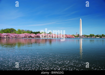 La fioritura dei ciliegi e il Monumento a Washington sul lago con petali di fiori in acqua di Washington DC. Foto Stock