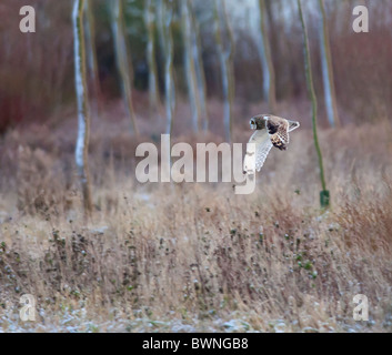 Wild Short Eared Owl caccia su terreni sconnessi praterie in Leicestershire Foto Stock
