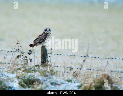 Wild Short Eared Owl appollaiato sulla staccionata in legno post in Leicestershire Foto Stock