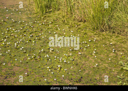 Fosso coperto con la fioritura Frogbit (Hydrocharis morsus-ranae), Bleskensgraaf, South-Holland, Paesi Bassi Foto Stock