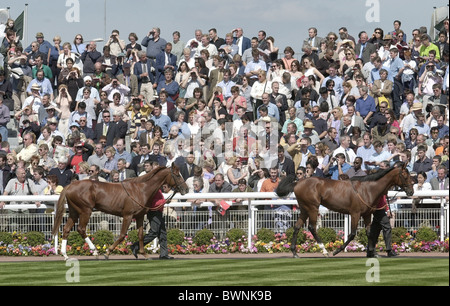 Cavalli - Derby corridori - essendo sfilavano nel paddock BEORE LA GARA. A EPSOM RACECOURSE Foto Stock