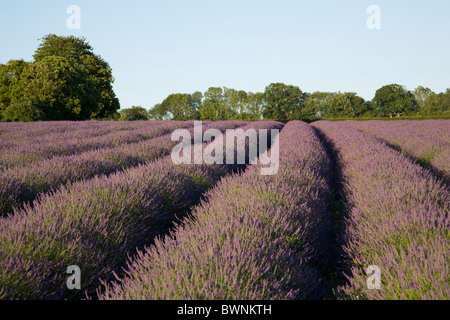 Campi di lavanda in Hartley Park Farm, Alton, Hampshire, Inghilterra Foto Stock