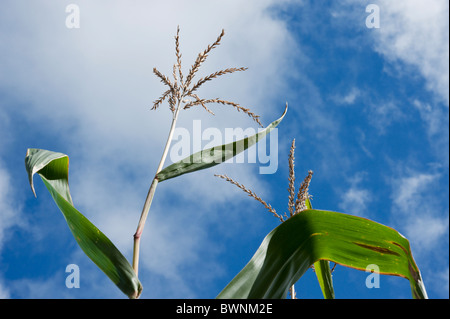 Fiocchi di mais (fiori maschili) contro un cielo blu con nuvole bianche. Foto Stock