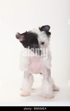 Chinese Crested Dog, glabre, cucciolo, 9 settimane Foto Stock