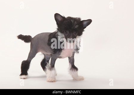 Chinese Crested Dog, glabre, cucciolo, 9 settimane Foto Stock